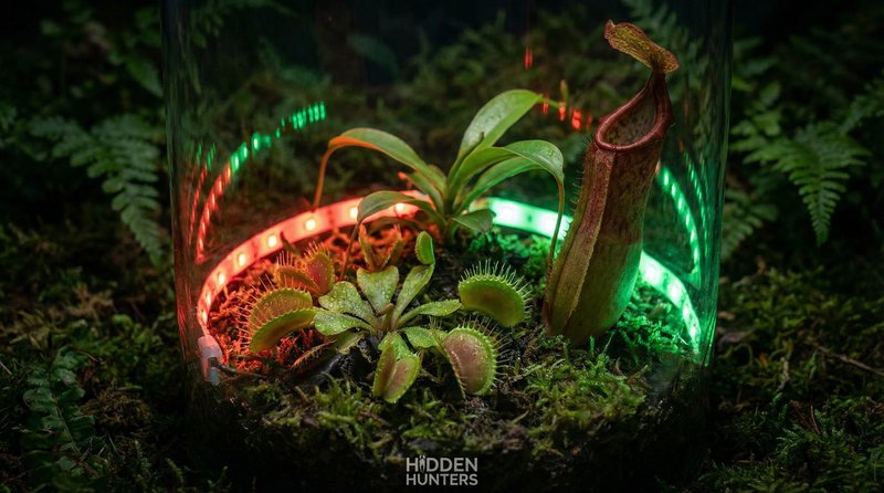 高清动漫植物视频-食虫植物微距视频拍摄